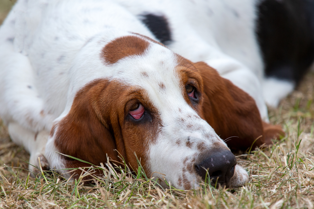 A Basset Hound with droopy eyes and long ears lies on the grass, looking up with a calm and relaxed expression.