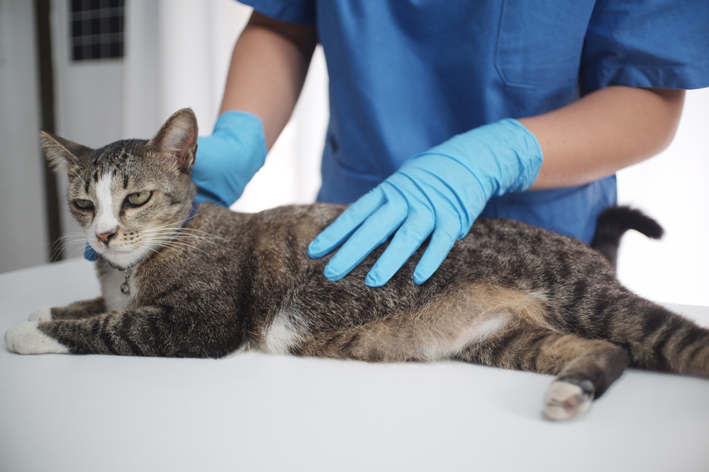 A veterinarian wearing blue gloves examines a relaxed tabby cat lying on a white table in a clinic.