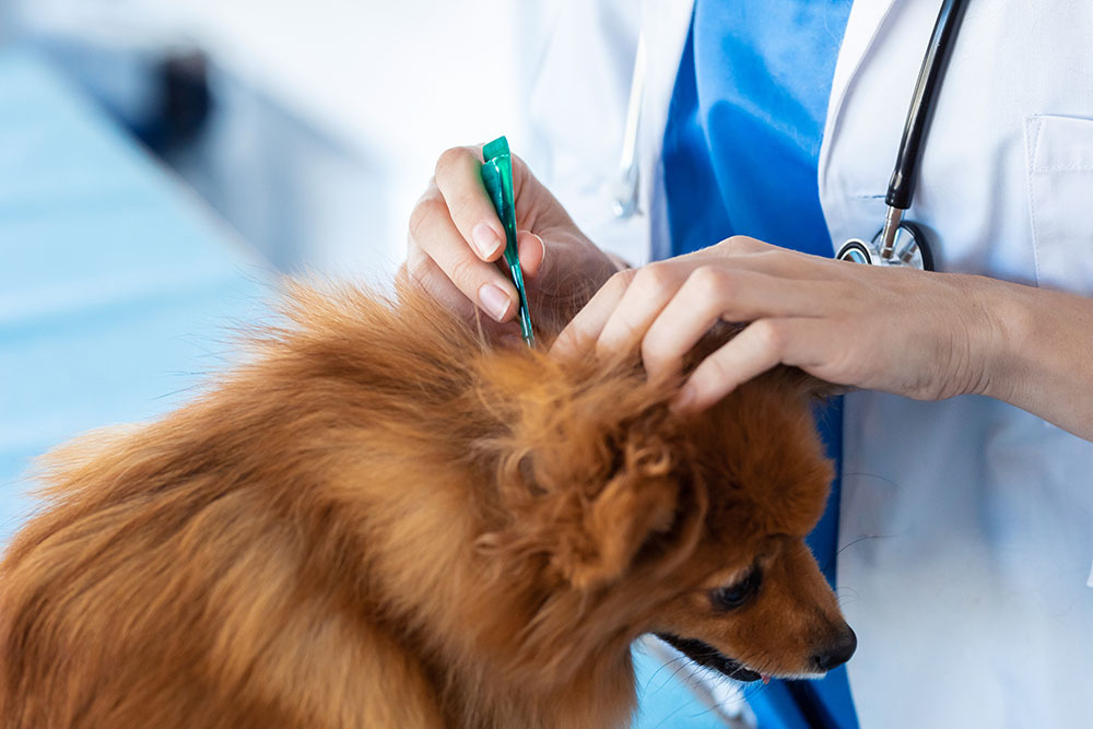 A veterinarian in a white coat administers an injection to a small brown dog’s neck using a green syringe. The dog appears calm and is being gently held during the procedure.