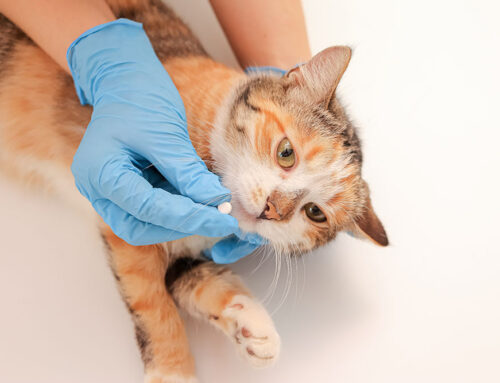 Deworming Schedules for Puppies & Kittens