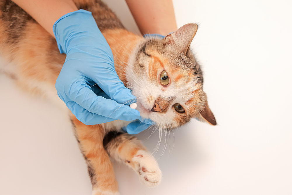 A person wearing blue gloves gives a pill to a calico cat by gently holding its head and opening its mouth, against a plain white background.