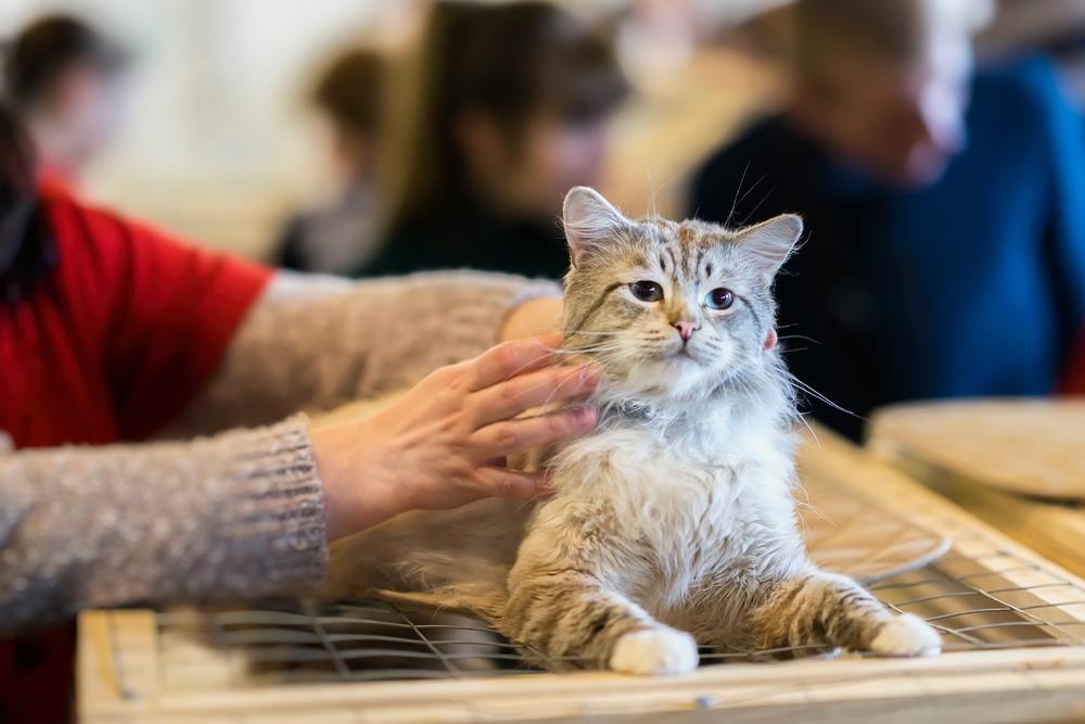 A fluffy gray and white cat is lying on a wire cage while someone gently pets it. People are blurred in the background, suggesting the scene is at a pet show or animal event.