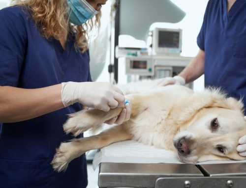 Auto-Immune blood diseases