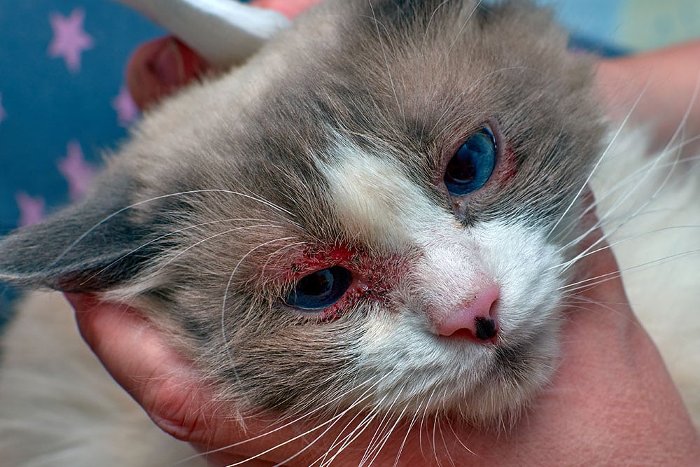 A person gently holds a cat's head, revealing red, irritated skin around the cat’s blue eyes, suggesting possible health issues or allergies.
