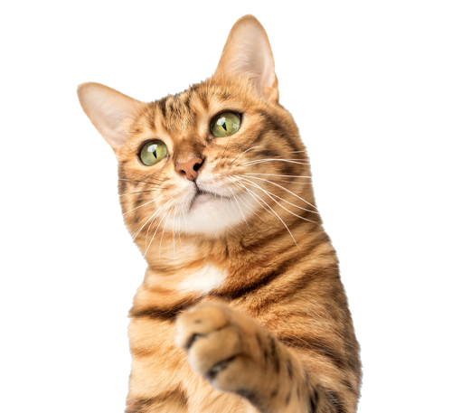 A brown and orange tabby cat with green eyes looks up curiously and raises one paw, set against a plain white background.