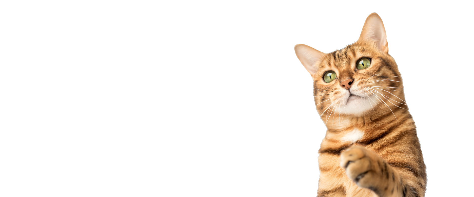 A brown tabby cat with green eyes and perked ears is looking slightly upward, extending one paw forward against a plain white background.