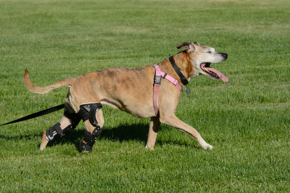 A tan dog wearing a pink harness and black leg braces runs on green grass with its mouth open and tongue out, looking happy and energetic.