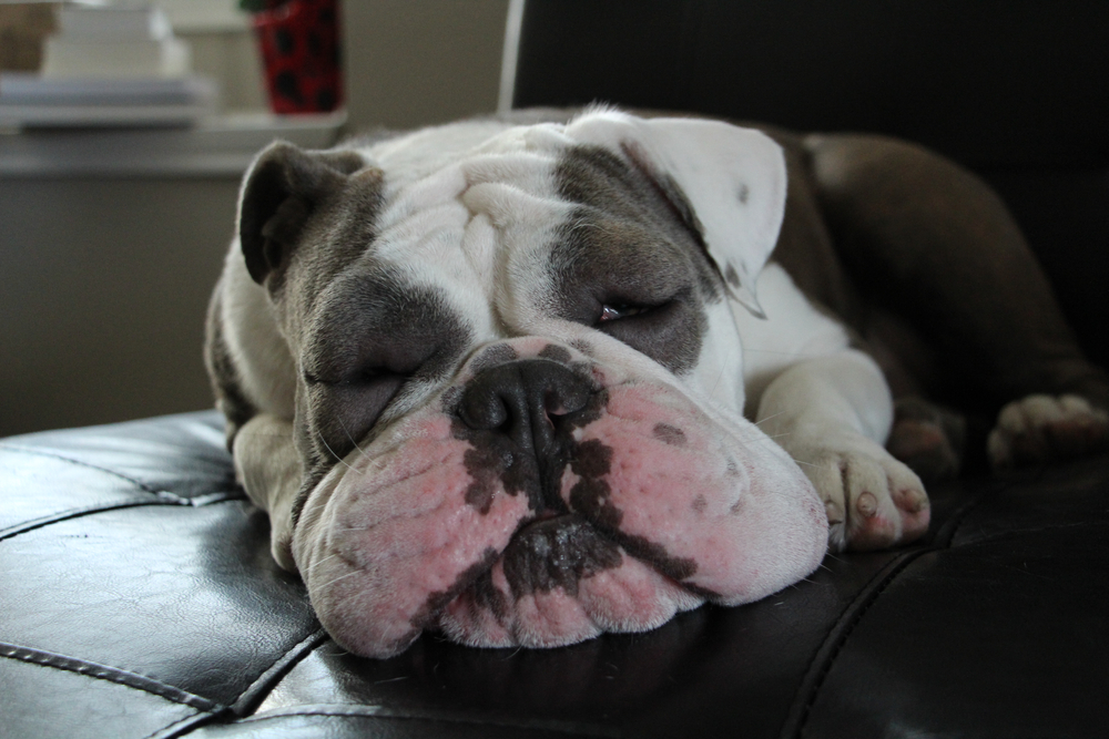 A gray and white bulldog is sleeping on a black leather couch, with its head resting on the cushion and eyes closed.
