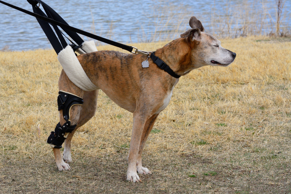 A brown and white dog with a leg brace on its rear leg stands on dry grass near water. The dog is supported by a harness sling, and its eyes are closed as it faces the wind.