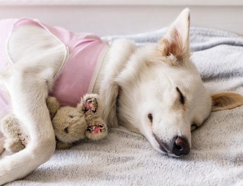 Faster, Stronger Recovery: Using Integrative Care After Your Pet’s Surgery