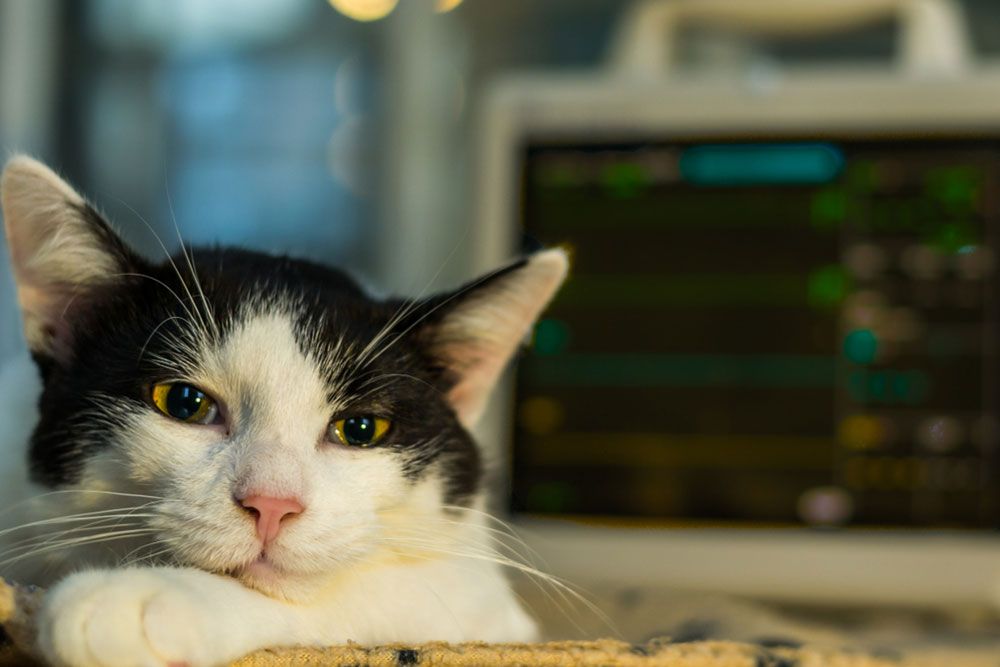 A black and white cat rests its head on a blanket, looking sleepy, with a blurred medical monitor in the background.