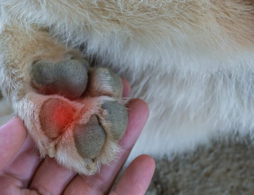 Can Your Dog’s Trail Injury Wait Until Morning?