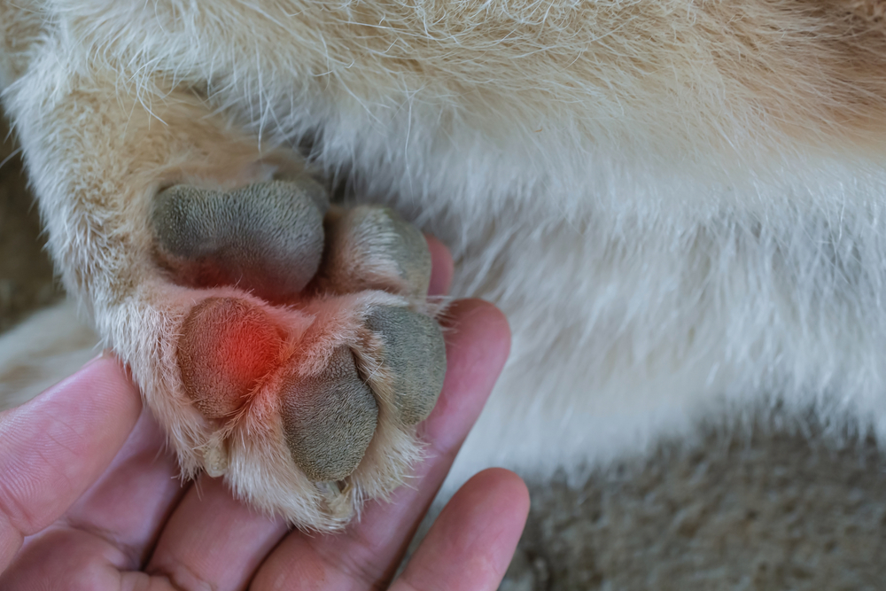 A person holds a dog’s paw with irritated, red skin between the pads, suggesting inflammation or infection.