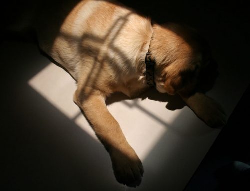 Why Does My Pet Need So Many Heart Medications?