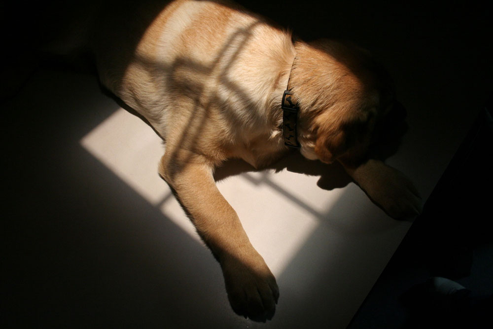 A dog with golden fur lies on a surface, partially illuminated by sunlight streaming through a window, casting shadows across its body.