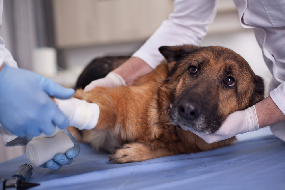 A German Shepherd lies on a table while two people in gloves gently bandage its front leg, appearing to provide veterinary care.
